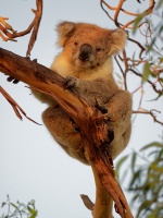 Koala - Phascolarctos cinereus o2937